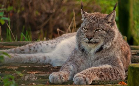 Healthiana: Lynx Cat