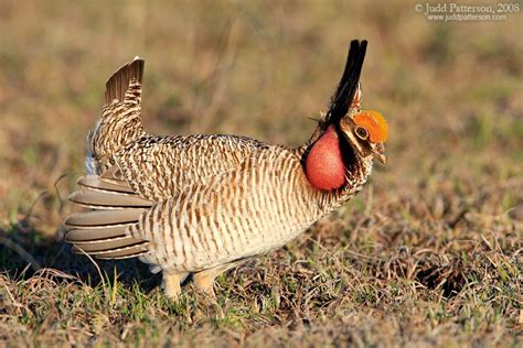 Grouse Species — The North American Grouse Partnership