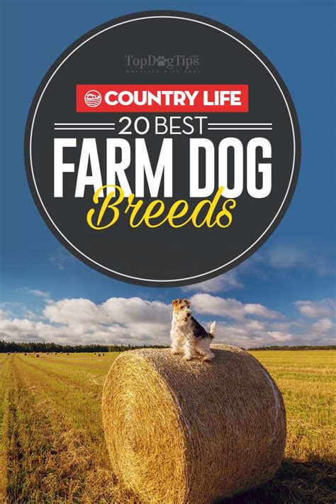 20 Best Farm Dog Breeds for Living in the Country