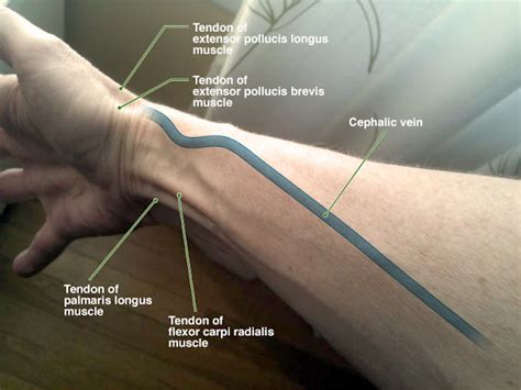 Human Anatomy for the Artist: The Cephalic Vein: You're Sooo Superficial