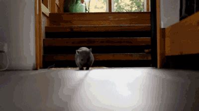 The 40 Cutest GIFs In The History Of The Internet | Baby wombat, Wombat, Internet history