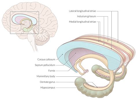 Thalamus Anatomy