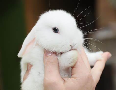 Bunny rabbit who was stolen from pet shop is saved from overheating car ...