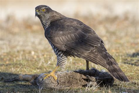 Do Hawks Eat Rabbits? A Guide To Rabbit-loving Hawks