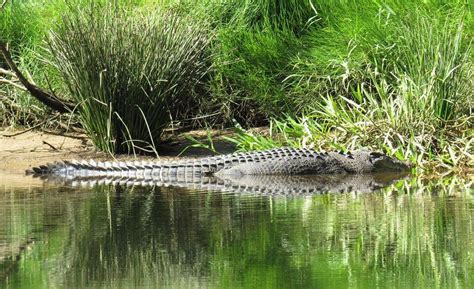 Daintree Crocodile Tours