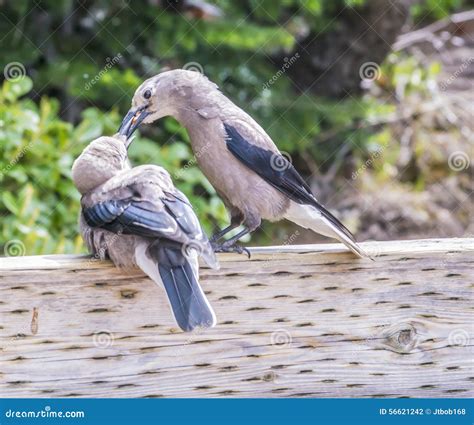 Birds kissing stock photo. Image of cute, passerine, innocence - 56621242