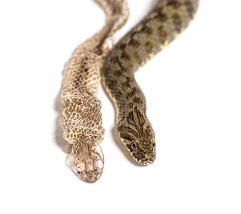 300+ Snake Skin Shed Stock Photos, Pictures & Royalty-Free Images - iStock