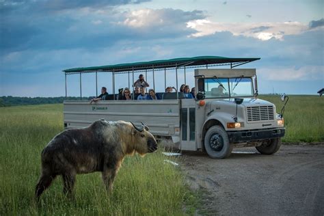 Drive through safari - addbetta