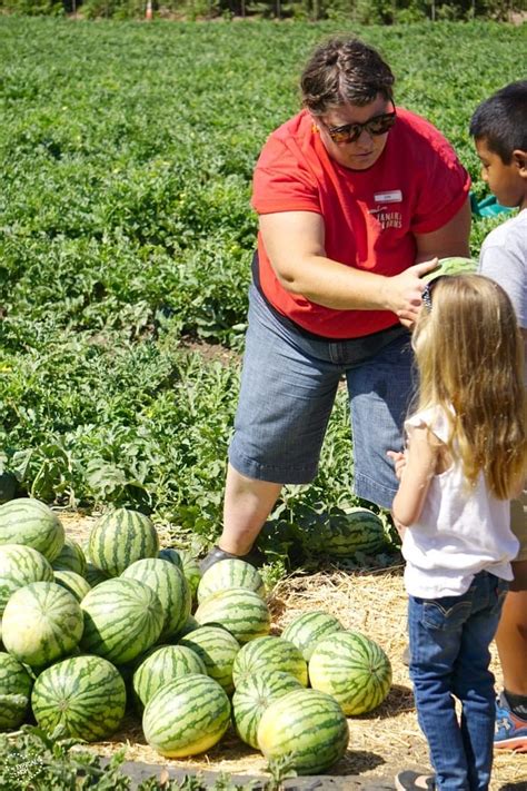 Tanaka Farms Watermelon Tour - Fruit Watermelon Picking in Irvine