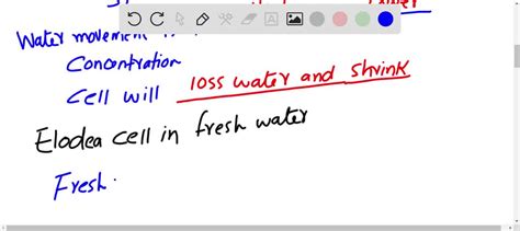 SOLVED: Osmosis and Tonicity Hemolysisi Red blood cells freely pass ...