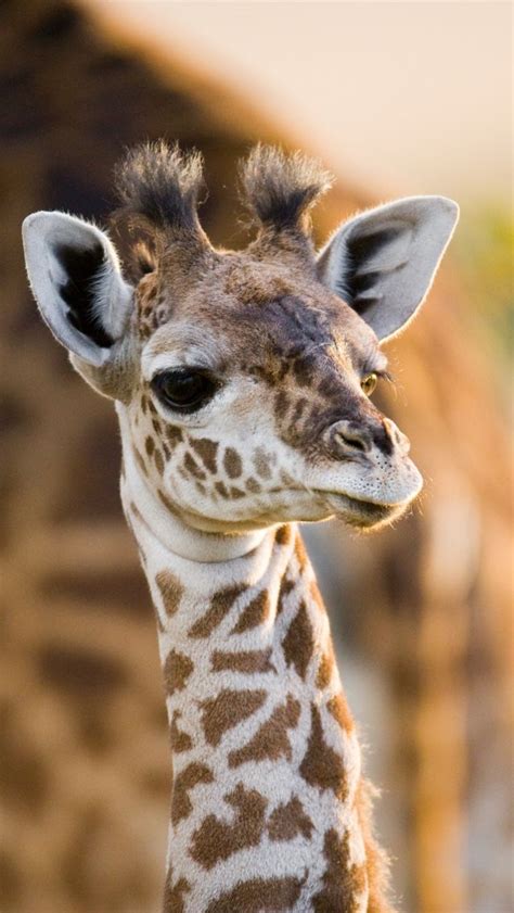 Cute Baby Giraffe | Cute animals, Animals beautiful, Animals