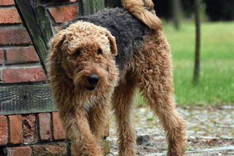 Airedale Terrier Size: Weight, Height, And Growth Chart