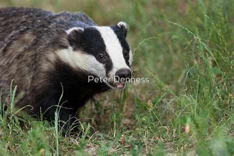 "European Badger" by Peter Denness | Redbubble