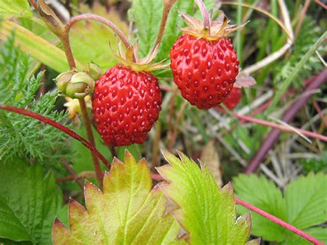 Wild Berries Season in Iceland 2024 - Rove.me