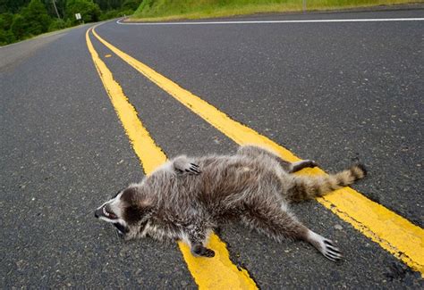 Road Kill Raccoon | The Spokesman-Review