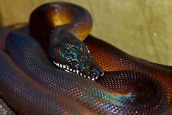 Serpent Arc en Ciel | Noodle in 2019 | Rainbow snake, Snake, Animals