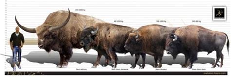 Size comparison of Bison latifrons (left), B. bison athabascae/Wood Bison of Canada (left middle ...