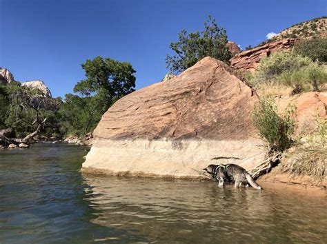 Toxic water bacteria that caused dog's death at Zion National Park continues to stump officials ...