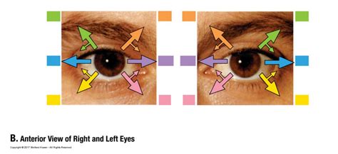 Anatomy 2 Week 6 - R & L eye muscle movements Diagram | Quizlet