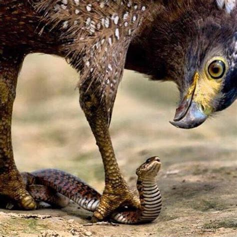 What You Need To Know About The Short-toed Snake Eagle - Education - Nigeria