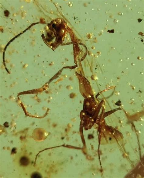 Rare Hell Ant Fossil Inclusion - Amber - Haidomyrmex - Catawiki