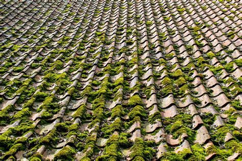 How to Prevent and Clean Roof Moss - Baker Roofing Company