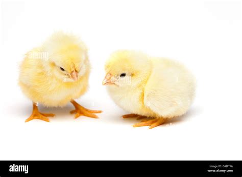 Yellow Chick over white background Stock Photo - Alamy