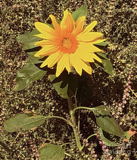 Desert Sunflower Photograph by J Marielle