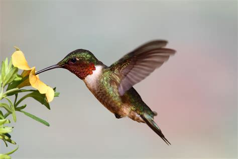 13 Types of Hummingbirds in Florida - Birdwatching Tips