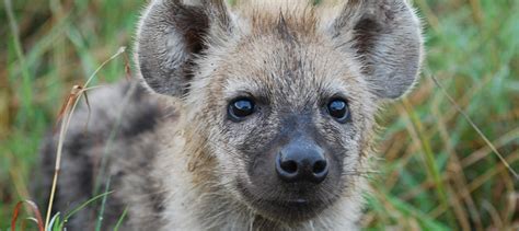 Mind-altering parasite makes hyena cubs bolder - The Wildlife Society