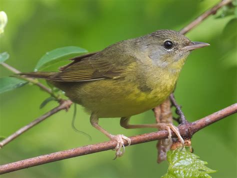 Bijirita de cabeza gris - eBird