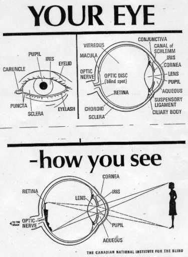 diagram of eye | Science experiments kids, Science classroom, Science fair