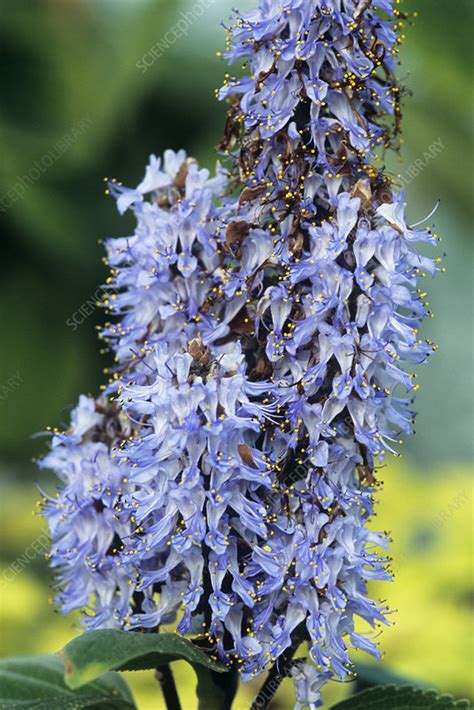 Plectranthus flowers - Stock Image - B590/0857 - Science Photo Library