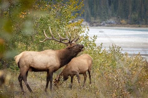 Montana Elk Hunting Archives - Dine Wild