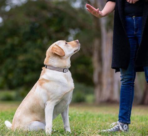 How to teach your dog to stay (Video + Article)