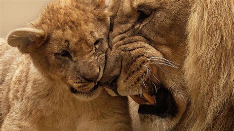 African Lion and Cub 4K Wallpapers | HD Wallpapers | ID #27899