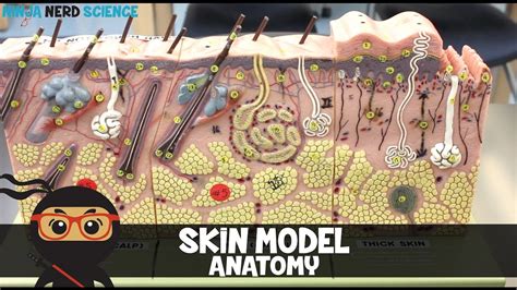 Skin Model Labeled Anatomy