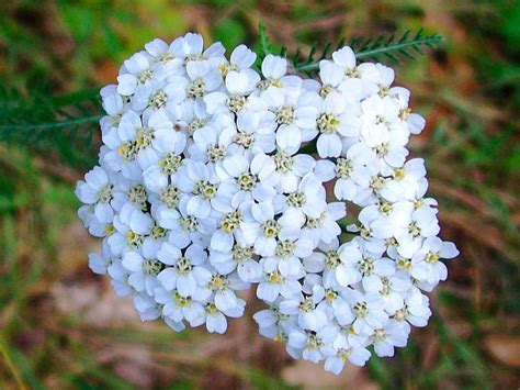 The Many Facets of Yarrow Flower Meaning and Interpretation - Rose Meaning