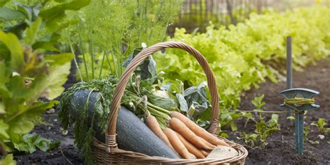 Kitchen-Garden - How to make a kitchen garden? Steps growing own food.