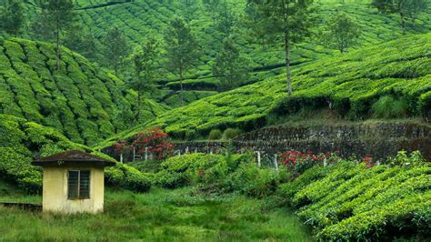 Tea Garden 4k Ultra HD Wallpaper and Background Image | 3840x2160 | ID:485178