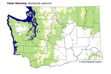 Distribution Map - Cedar Waxwing (Bombycilla cedrorum)