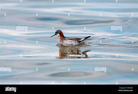 Red-necked Phalarope - Iceland Stock Photo - Alamy