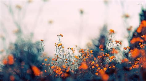 Orange Flowers Wallpapers - Top Free Orange Flowers Backgrounds - WallpaperAccess