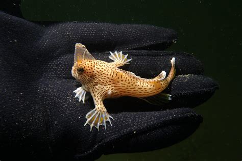 The Endangered Spotted Handfish : r/Fish