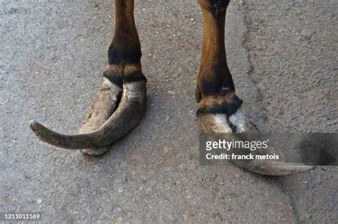 Laminitis Photos and Premium High Res Pictures - Getty Images