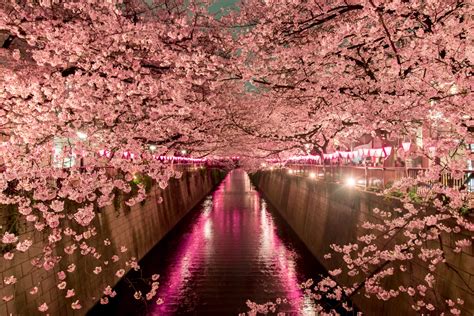 Where to see Cherry Blossoms in Japan | ixigo Travel Stories