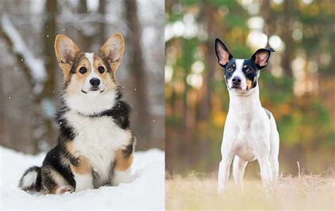 All About The Rat Terrier Corgi Mix (With Pictures)