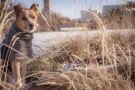 A Winter Dog Friendly Guide to Spokane - Long Haul Trekkers