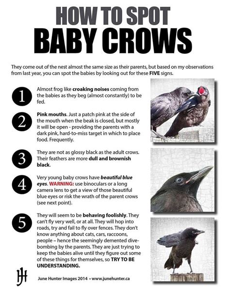 junehunterimages on Instagram: How to spot baby crows. This is a little guide I made for my blog ...