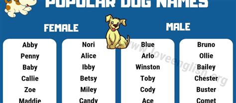 Summer Dog Names - WildCreaturey